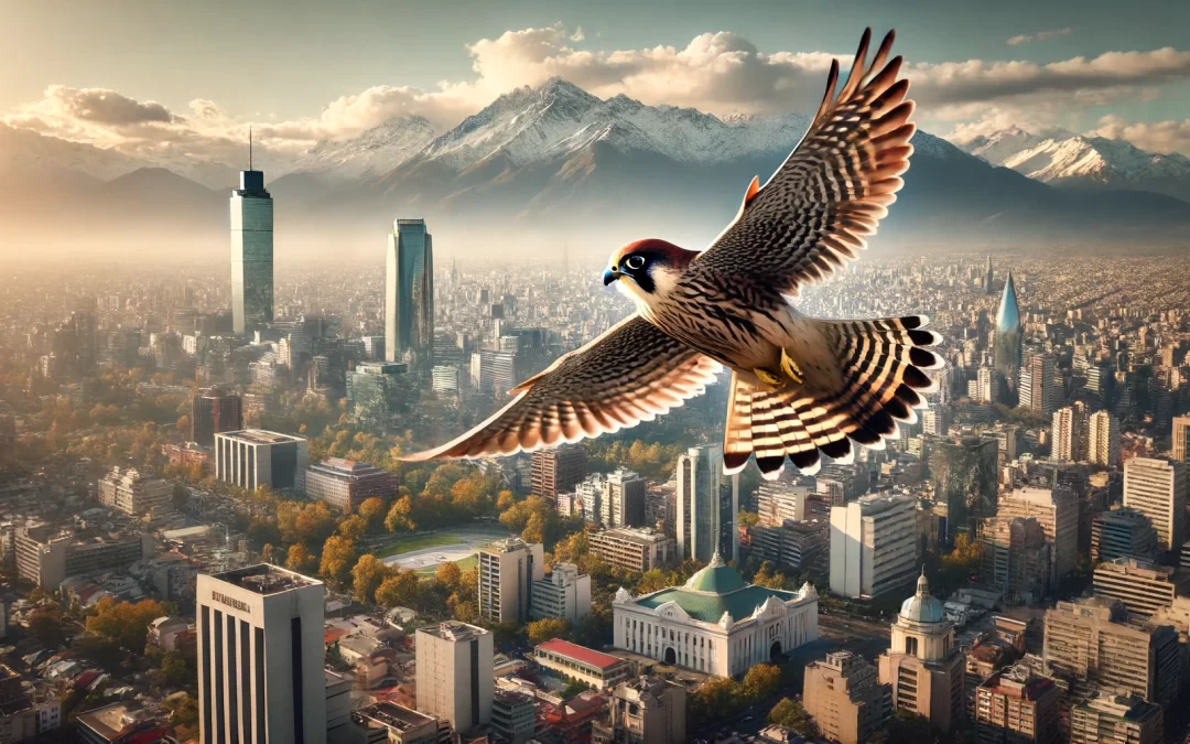 El ave más rápida del mundo vive entre nosotros en Santiago: ¿Quién es el halcón peregrino?