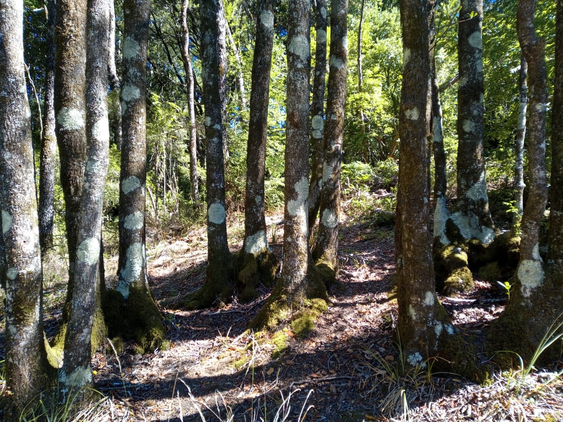 Bosque de queules en Hualqui | Guillermo Yáñez