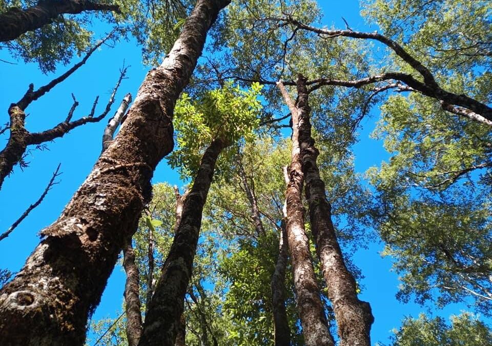 El queule: el árbol chileno que convivió con dinosaurios y hoy está en peligro de extinción