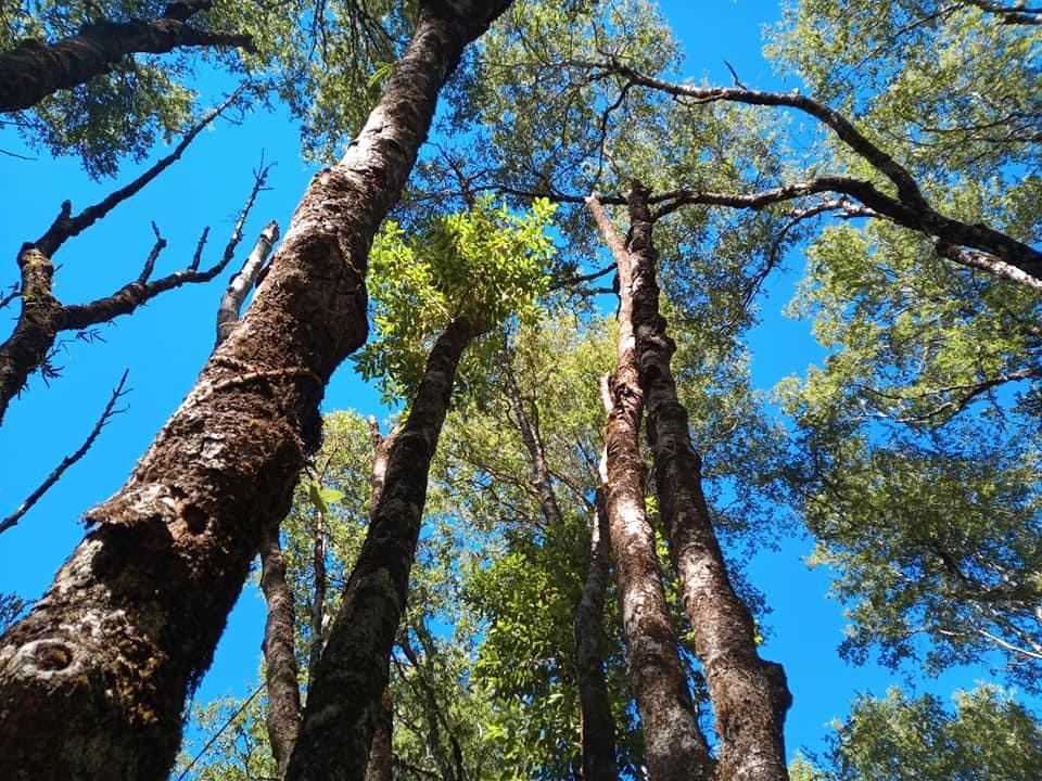 El queule: el árbol chileno que convivió con dinosaurios y hoy está en peligro de extinción